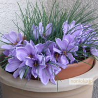 saffron