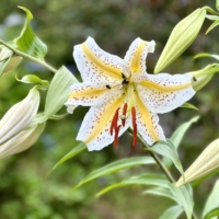 Lilium_auratum