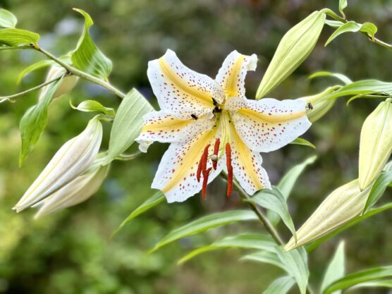 Lilium_auratum