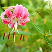 Lilium speciosum