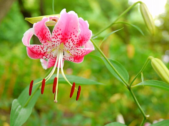 Lilium speciosum