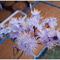 Symplocos liukiuensis Matsum