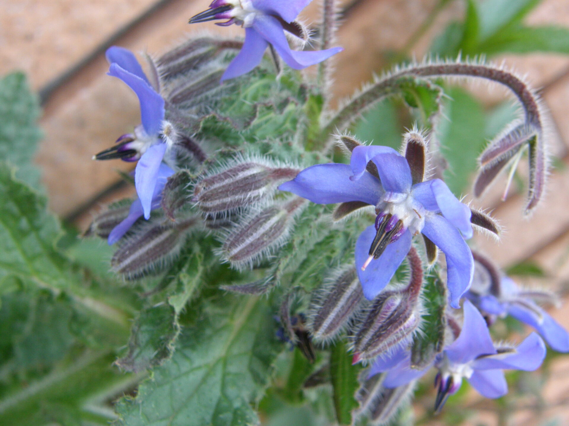 Borago_officinalis