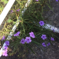 mexican_petunia