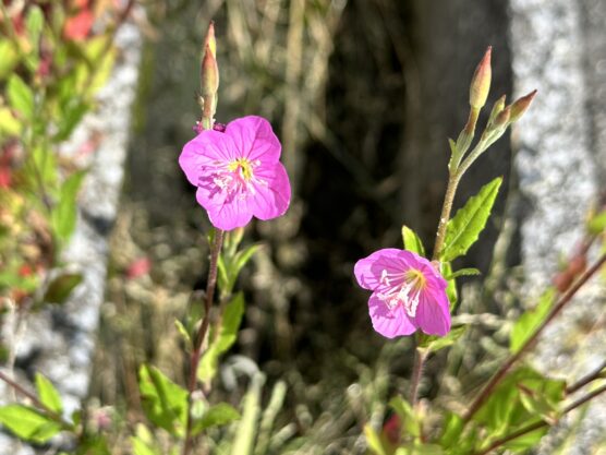 Evening_Primrose