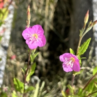 Evening_Primrose