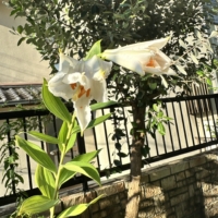 Kuchinoshima_Lily