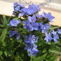 anchusa_Blue_Charm