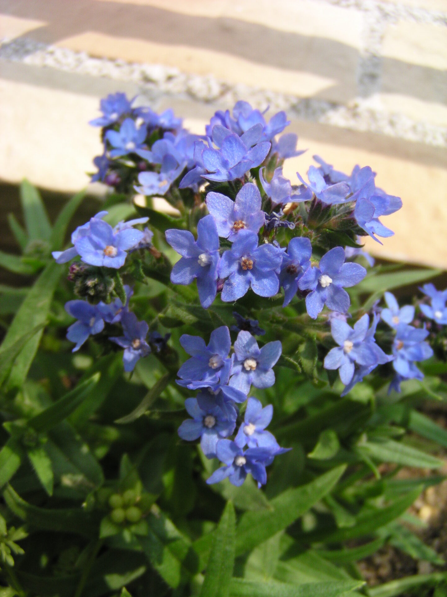 anchusa_Blue_Charm