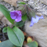Pulmonaria
