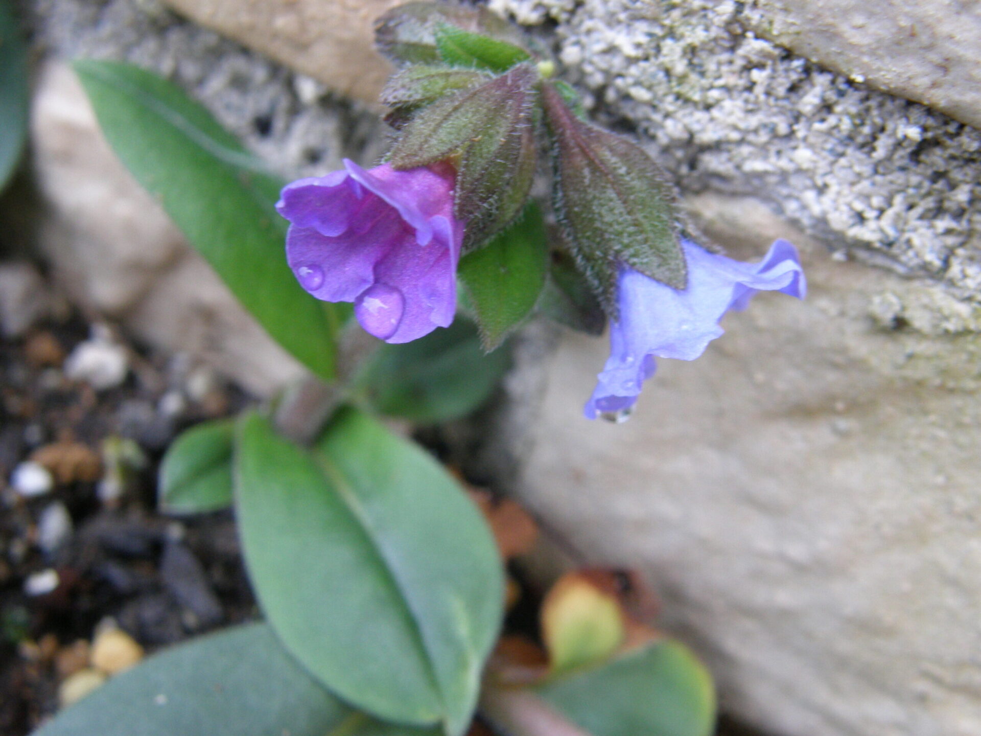 Pulmonaria