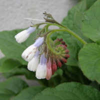 comfrey
