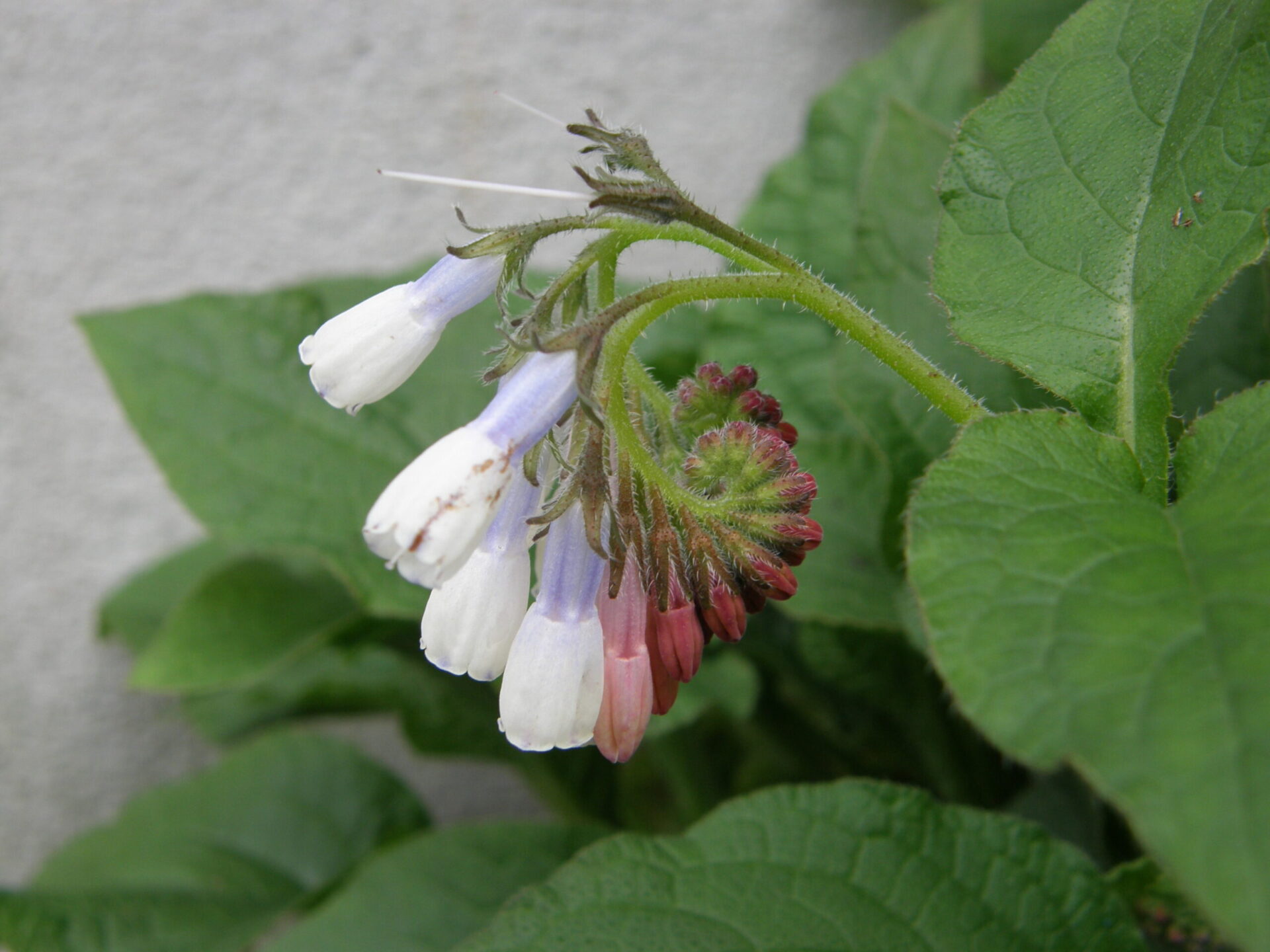 comfrey