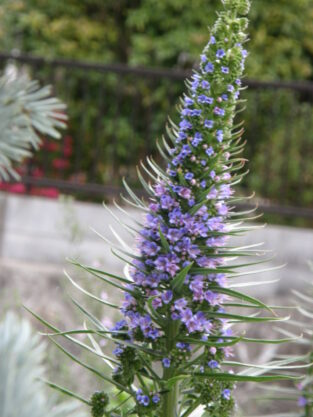 echium_cancicans