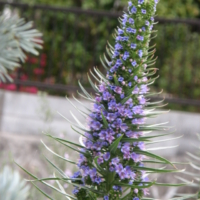 echium_cancicans