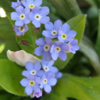 forget_me_not