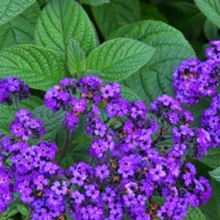heliotrope