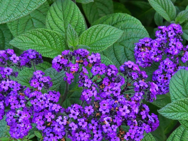 heliotrope