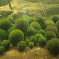 marimo_s