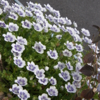 nemophila_blueberry_eyes