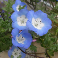 nemophila_insignis