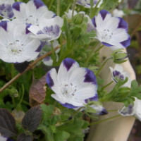 nemophila_maculata