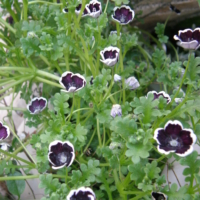 nemophila_penyblack