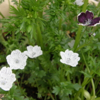 nemophila_snow_storm