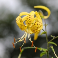 golden_tiger_lily