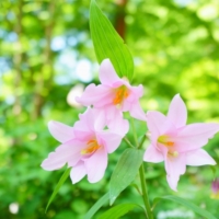japanese_pink_lily