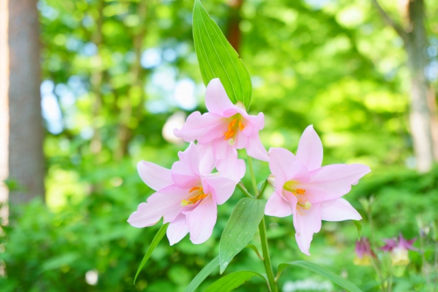 japanese_pink_lily