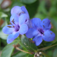 Stachytarpheta
