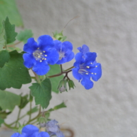 california_bluebell