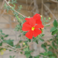 sun_britenia
