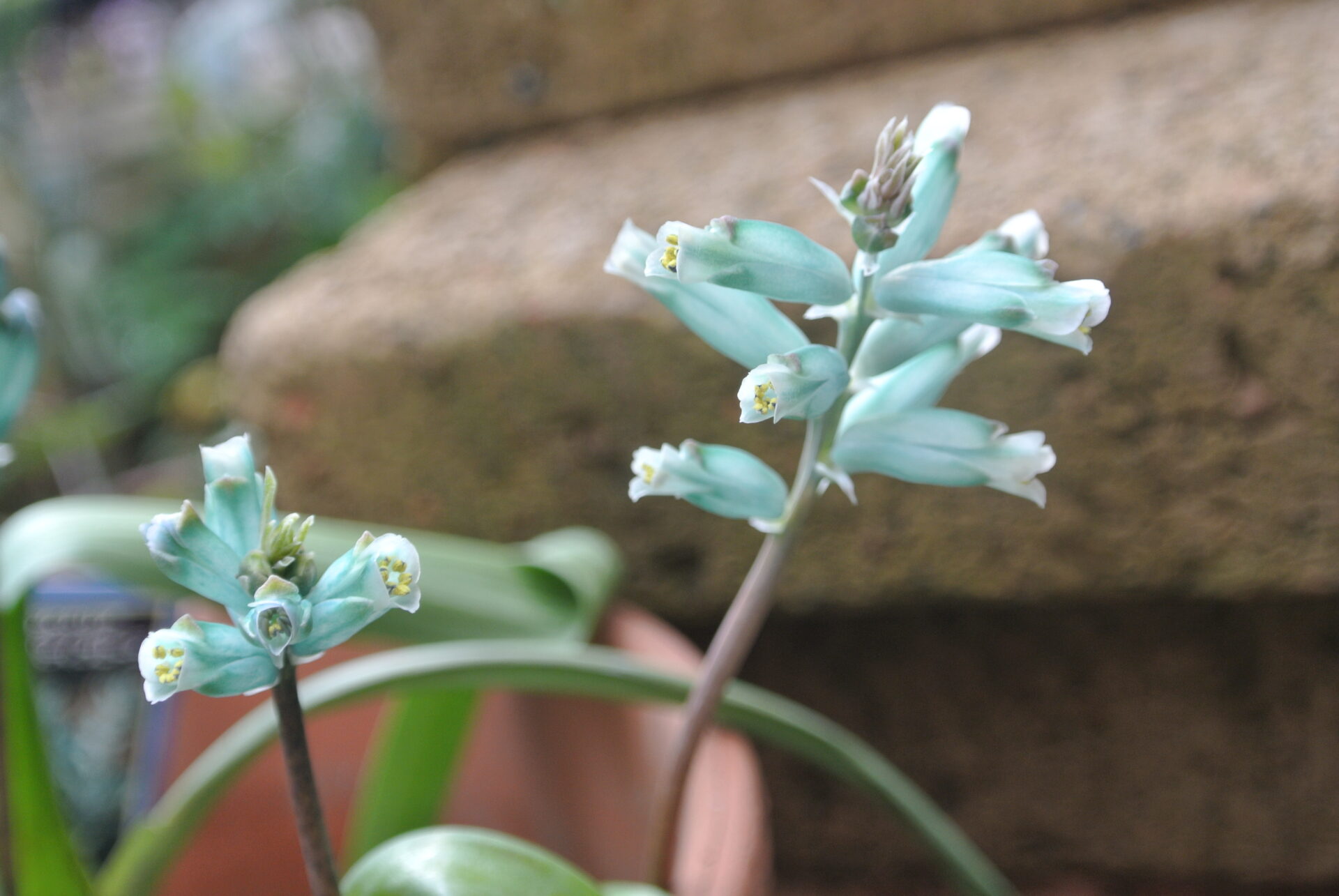 Lachenalia_viridiflora