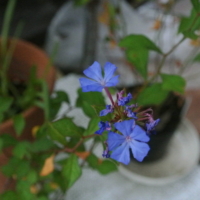 Ceratostigma plumbaginoides