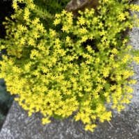 Mexican stonecrop