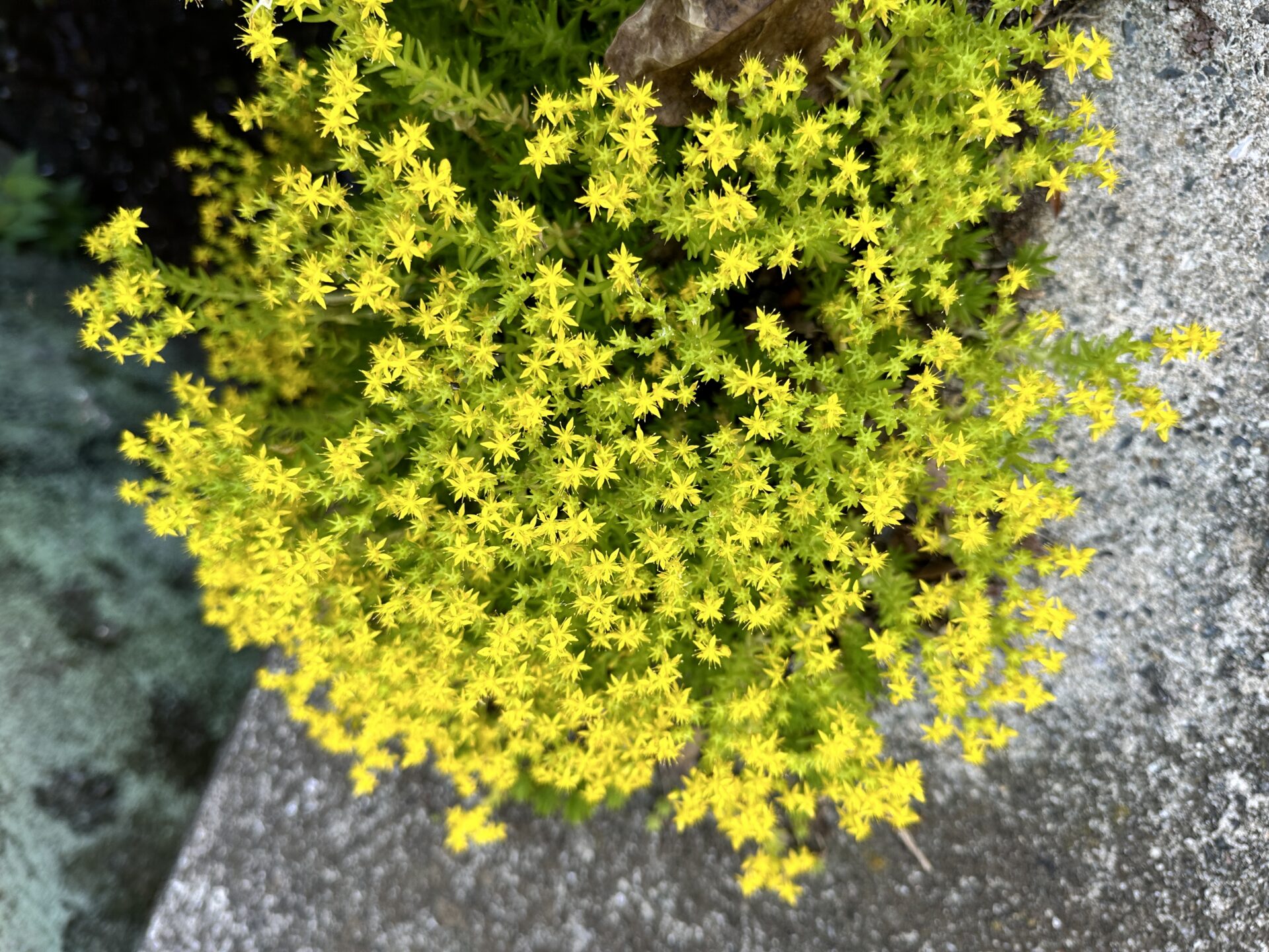 Mexican stonecrop