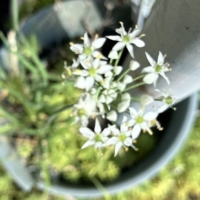 Chinese_chives