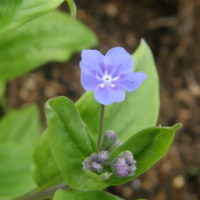 Omphalodes-_cappadocica