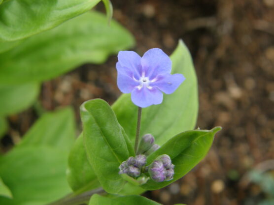 Omphalodes-_cappadocica