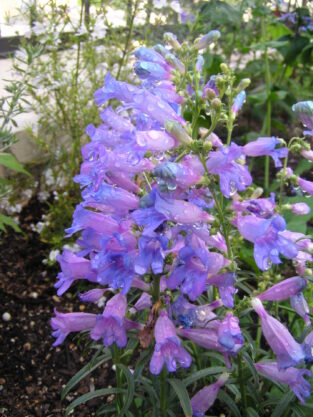 Penstemon_heterophyllus