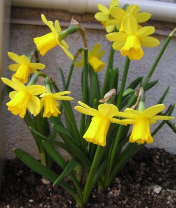 Narcissus_Spp