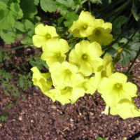 Oxalis cernua