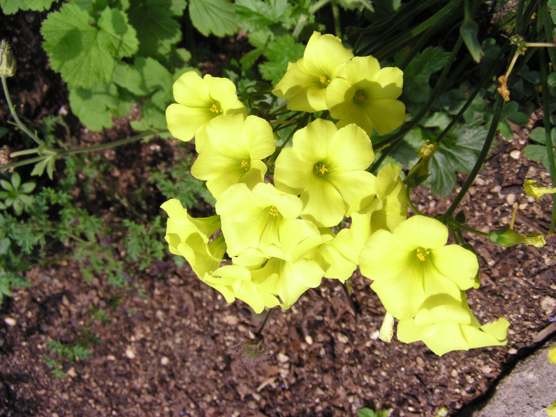 Oxalis cernua