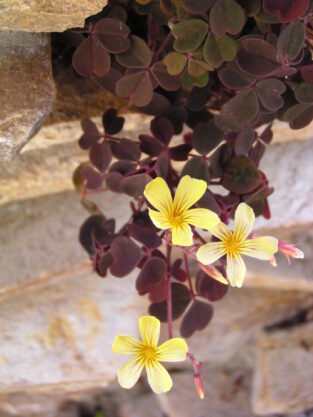 Oxalis vulcanicola ‘Copper Tone’