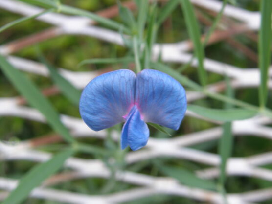 Lathyrus sativus var.azureus