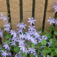 Campanula_poscharskyana