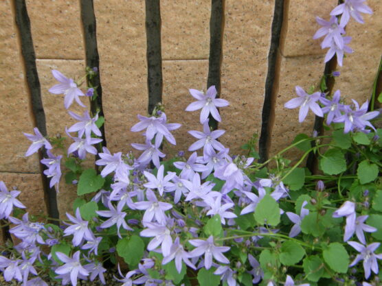 Campanula_poscharskyana