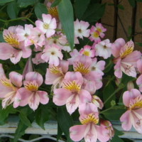 Alstroemeria